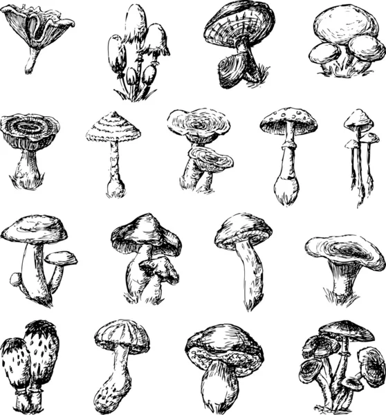 Cogumelos —  Vetores de Stock
