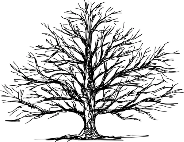 橡树树 — 图库矢量图片
