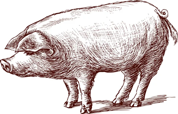 domuz kroki