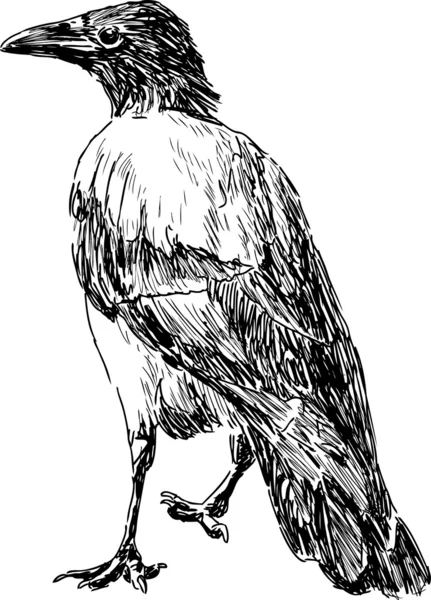 Corbeau — Image vectorielle