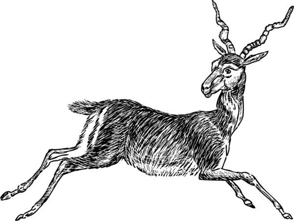 Antelope in esecuzione — Vettoriale Stock