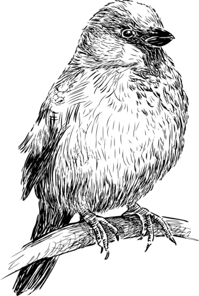 Moineau — Image vectorielle