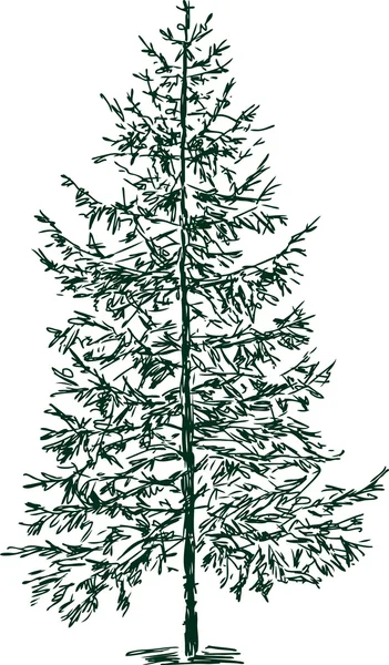 Woodcut Illustration of Pine Trees — Stock Vector © ronjoe #29891593