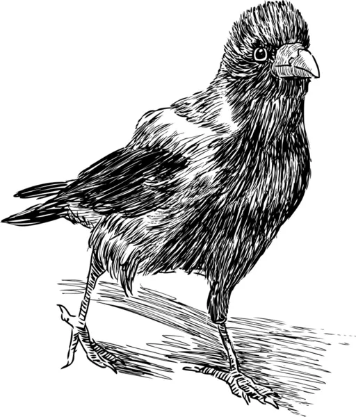 Cavalcando corvo — Vettoriale Stock