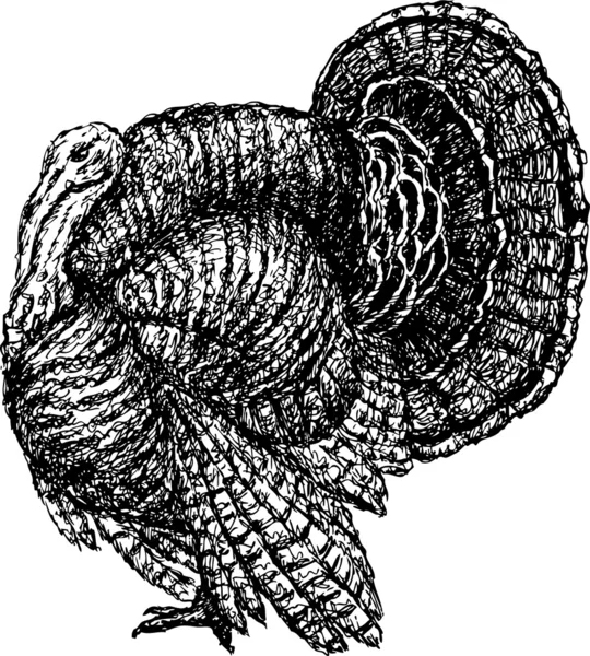 Pavo — Archivo Imágenes Vectoriales