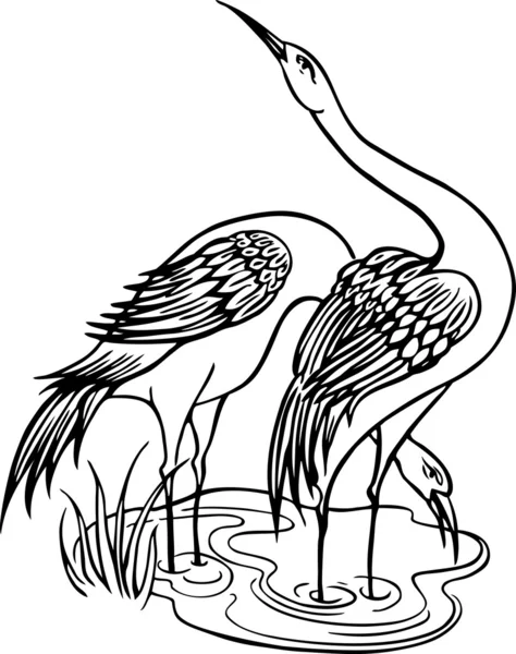 Twee reigers — Stockvector