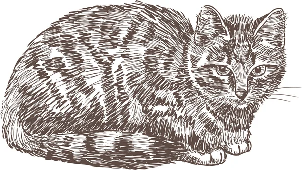 Gato doméstico joven — Vector de stock