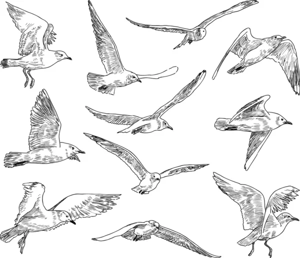 Bando de gaivotas — Vetor de Stock