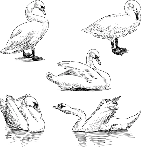 Esboço de uns cisnes — Vetor de Stock