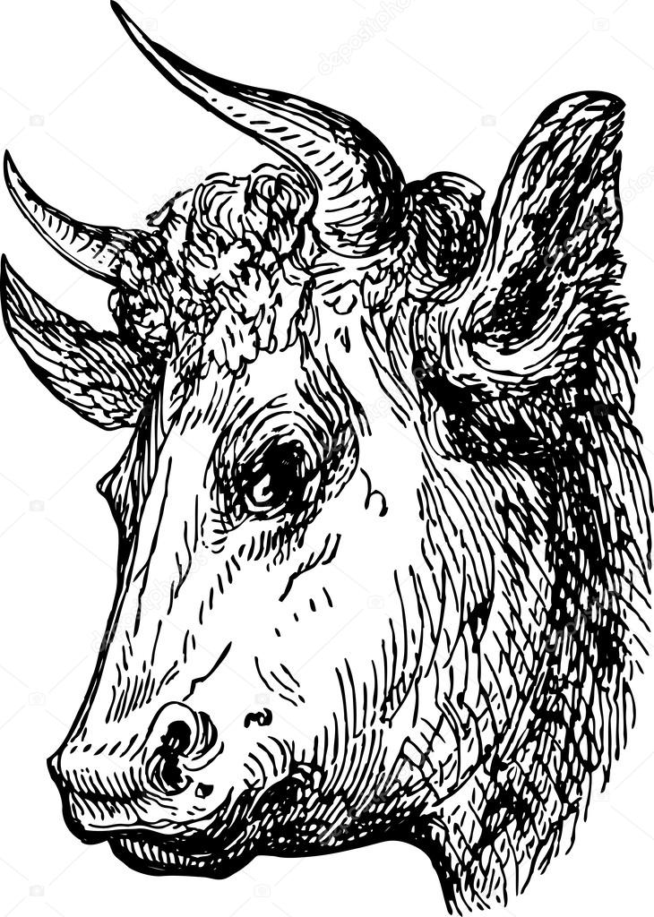 Head of bull