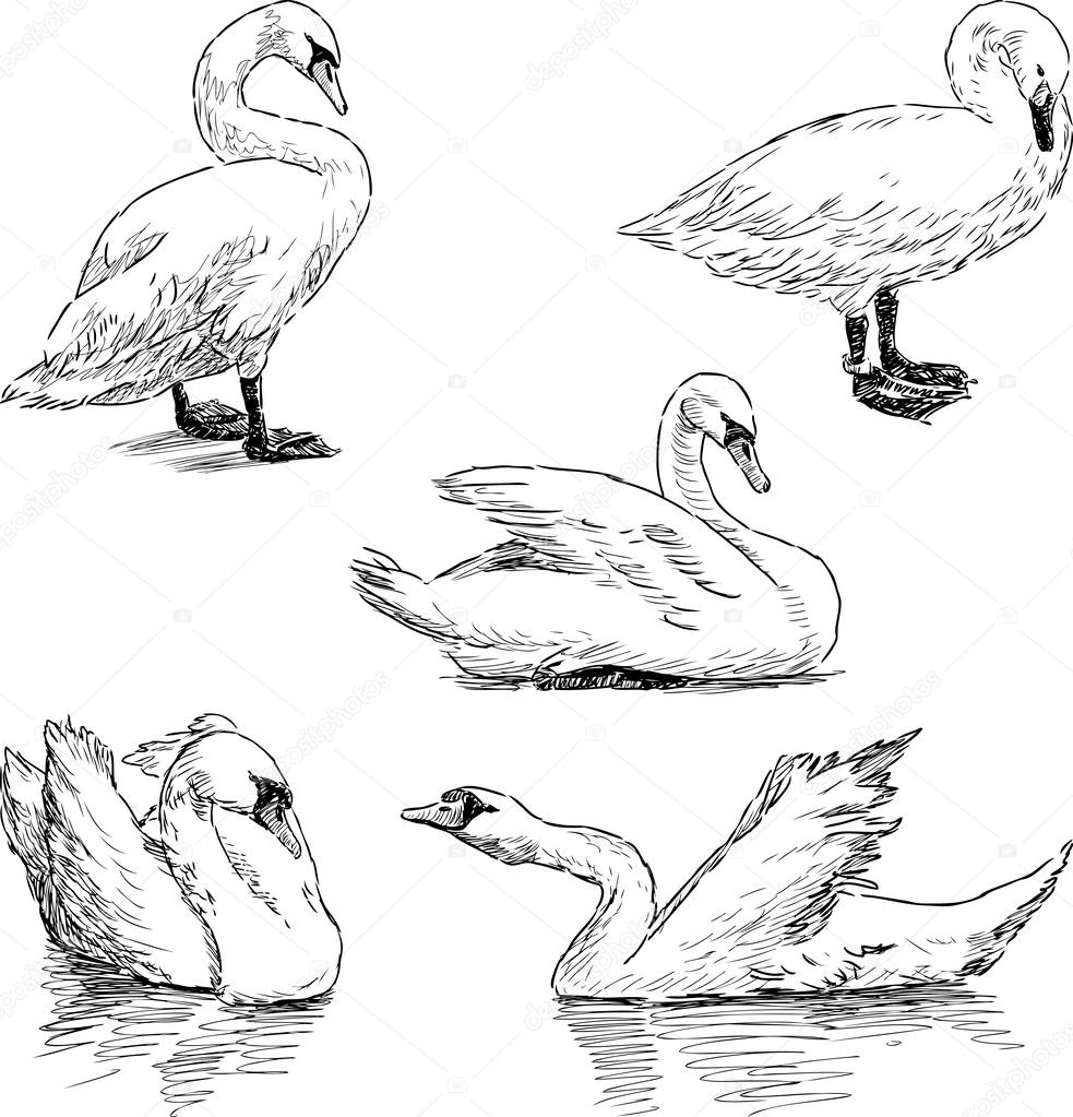 Sketch of a swans