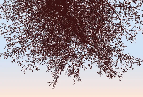 Příroda Pozadí Siluety Ovocný Strom Podzimním Parku Proti Ranní Obloze — Stockový vektor