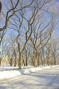 kar, manhattan new york Central Park'ta