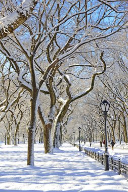 kar, manhattan new york Central Park'ta