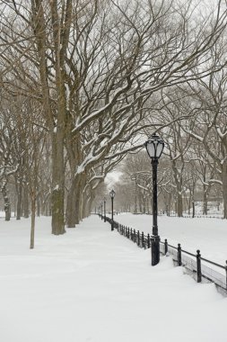 kar, manhattan new york Central Park'ta