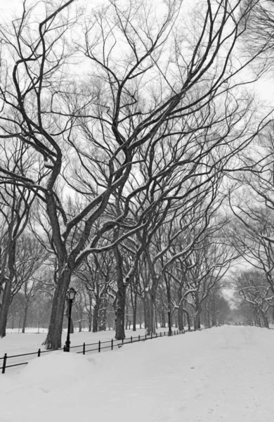 Central park na sněhu, manhattan new york — Stock fotografie