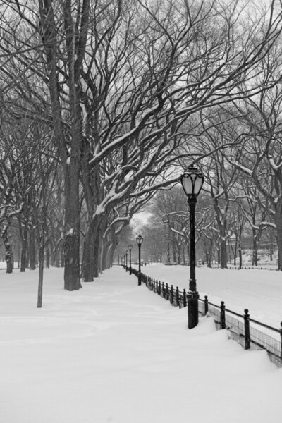 Central Park in the Snow, Manhattan New York
