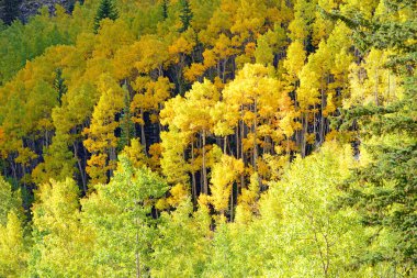 rocky Dağları colorado sonbahar yaprakları