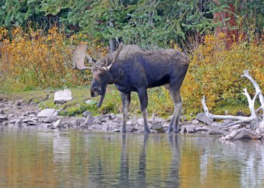 Bull Moose clipart