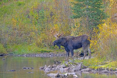 Bull Moose in Autumn Color clipart