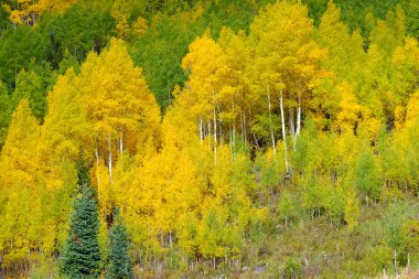 Golden Aspen and Fall Foliage in the Rocky Mountains clipart