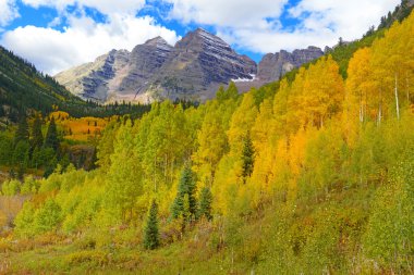 Golden Aspen and Fall Foliage in the Rocky Mountains clipart