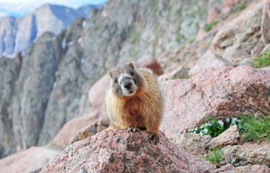 Marmot in the Mountains clipart