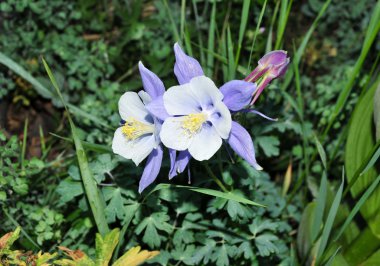 Columbine çiçek