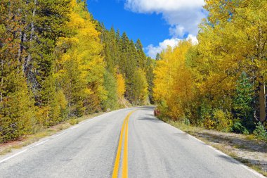 Road in Golden Yellow Aspen clipart