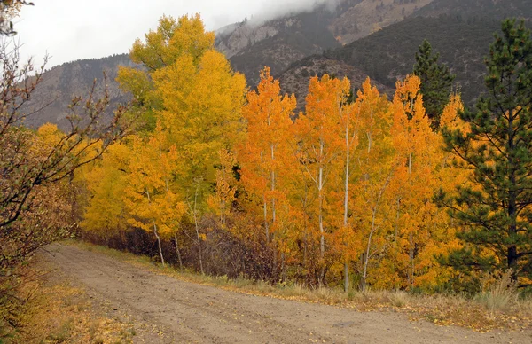 Fall listí v rocky mountains colorado — Stock fotografie