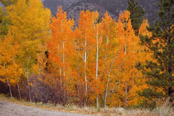 Herbst Laub in den felsigen Bergen colorado — Stockfoto