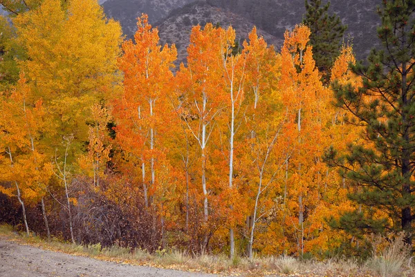 Folhagem de Outono nas Montanhas Rochosas Colorado — Fotografia de Stock