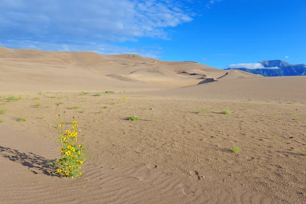 Great Sand Dunes National Park, Colorado EE.UU. — Foto de Stock