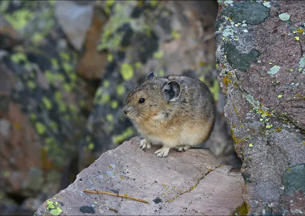 野生鼠兔 — 图库照片