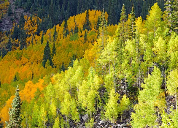 Falla lövverk i Klippiga bergen colorado — Stockfoto