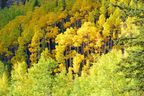 Fall listí v rocky mountains colorado — Stock fotografie