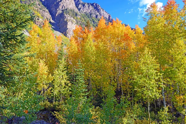 Herbst Laub in den felsigen Bergen colorado — Stockfoto