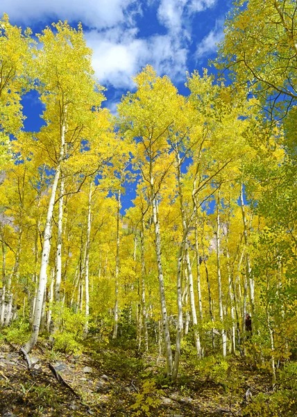 Follaje de otoño con Aspen amarillo dorado — Foto de Stock