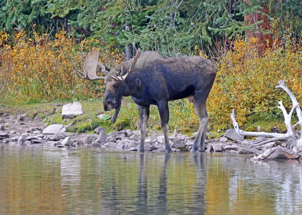 Bull moose — Stock fotografie