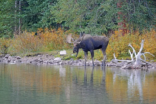 Bull moose in herfst kleur — Stockfoto