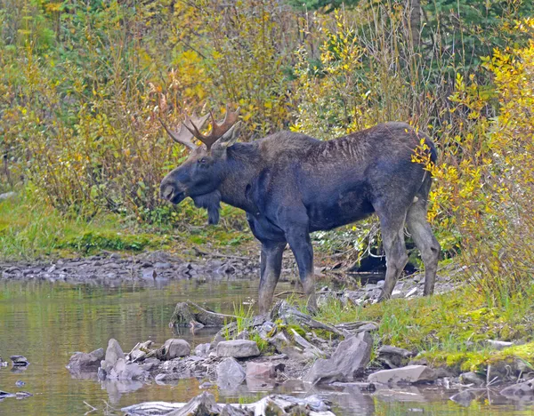 秋の色のヘラジカ — ストック写真