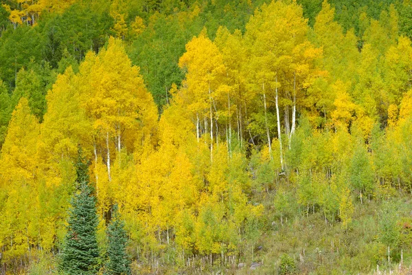 Золотий Аспен і восени листя в Скелястих горах — стокове фото