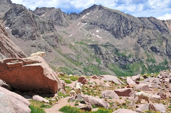 Mount Princeton — Stock Photo, Image