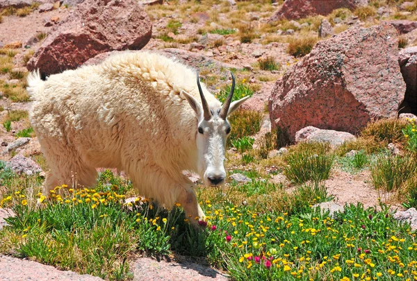 Cabra de montaña — Foto de Stock