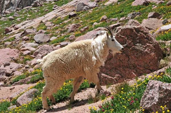 Berggeit in de rocky mountains — Stockfoto