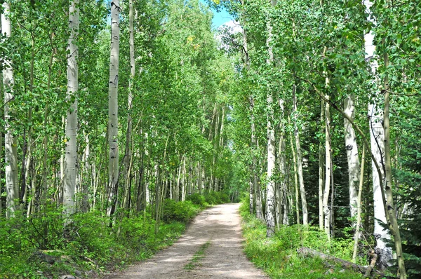 Camino a través de un bosque de Aspen en las montañas — Foto de Stock