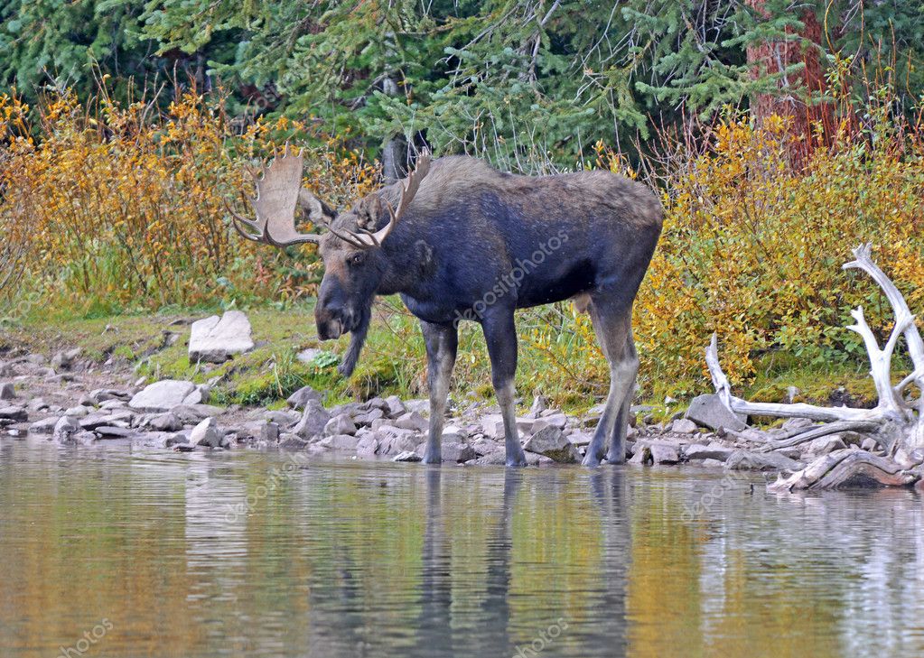 MOOSE LAKE