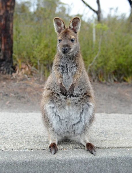 Kangoeroe baby — Stockfoto