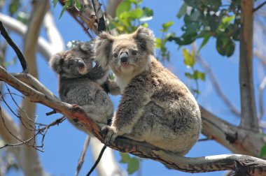 vahşi koalas boyunca büyük okyanus road, victoria, Avustralya