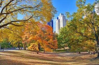 sonbahar renk: yeşillik manhattan new york central Park'ta düşmek